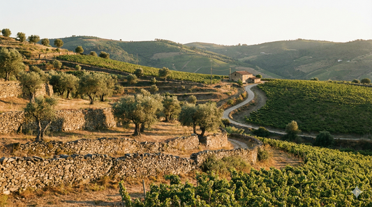 Sustainable Wine in Portugal